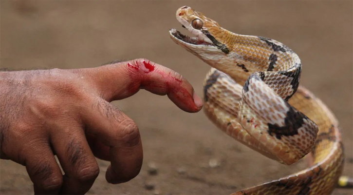 চন্দনাইশে সাপের কামড়ে প্রাণ গেল একজনের 